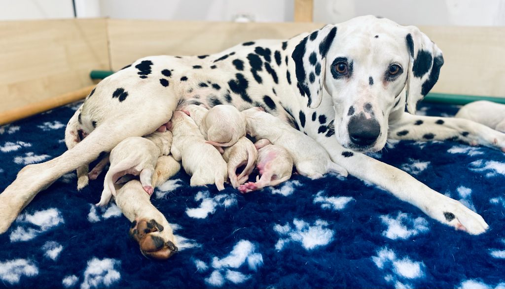 chiot Dalmatien Des Terres De Nouchka