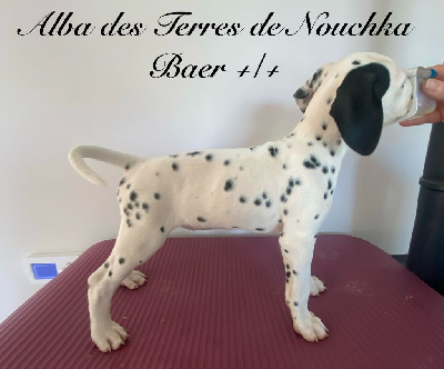 ALBA