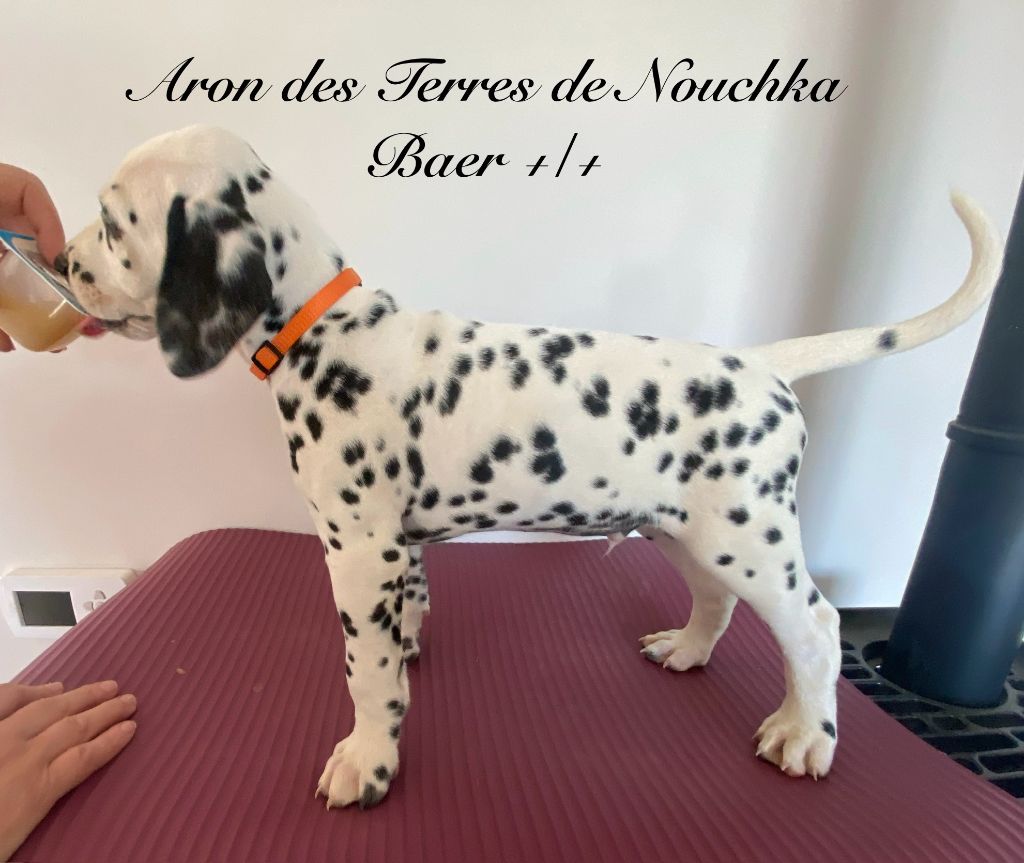 Des Terres De Nouchka - Chiots disponibles - Dalmatien