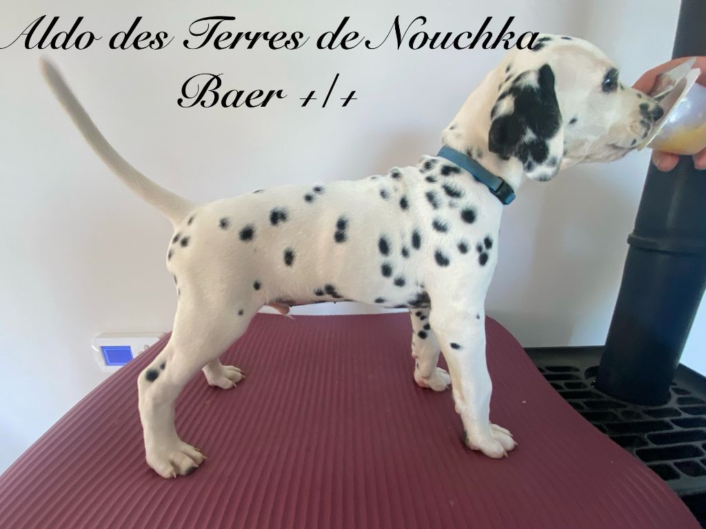 Des Terres De Nouchka - Chiots disponibles - Dalmatien